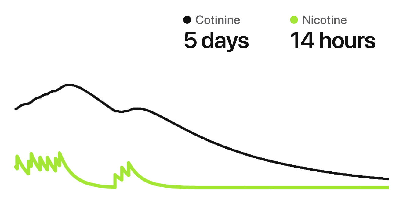 Chart of estimated nicotine and cotinine levels clearing over time